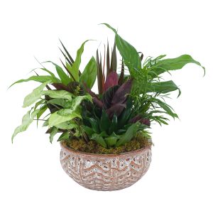 Ceramic Dish Garden :: Keller & Stein