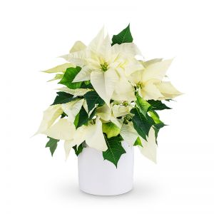 White Poinsettia Plant