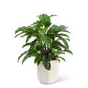 Calathea Plant in Ceramic Container