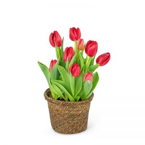 Potted Tulip Plant