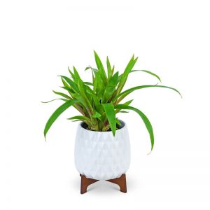 Mod Bromeliad Plant